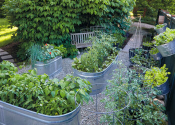 Built to Last: Why Galvanized Raised Beds Are Worth the Investment
